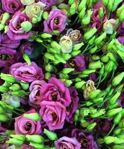 Purple Lisianthus