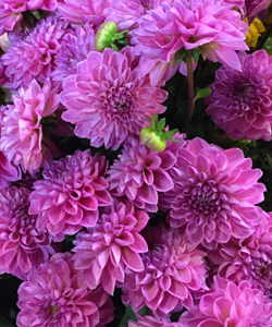 Purple Dahlia